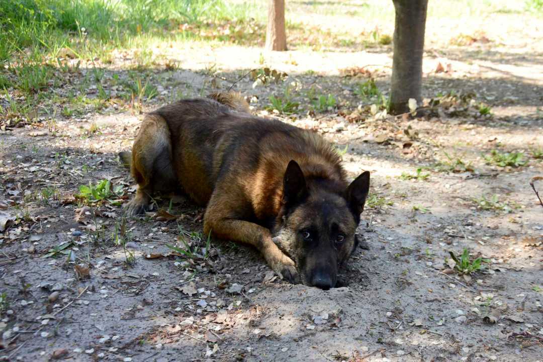 Káiser señalando dónde está la trufa. Foto: Cecilia Maletti.