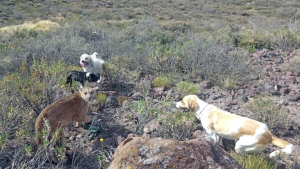 Neuquén dio marcha atrás con la caza del puma: Rolando Figueroa dijo que «era una barbaridad»