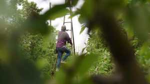 El Gobierno de Javier Milei prorrogó un decreto que promueve el trabajo registrado y beneficios para trabajadores rurales