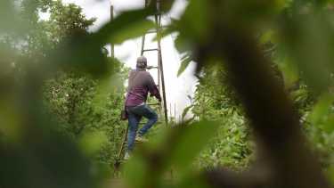 El Gobierno de Javier Milei prorrogó un decreto que promueve el trabajo registrado y beneficios para trabajadores rurales