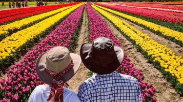 El campo de tulipanes de Trevelin ya está abierto: cómo recorrerlo y cuánto sale ver su belleza infinita