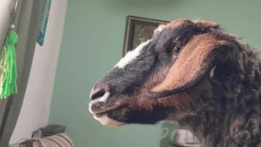 Camila Nacif es quien está detrás de la fama de Vilma, la cabra furor en Tik Tok.