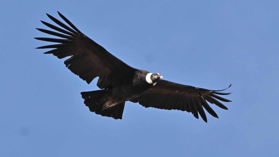 Los cóndores en peligro. Foto: Alejandro Carnevale. 