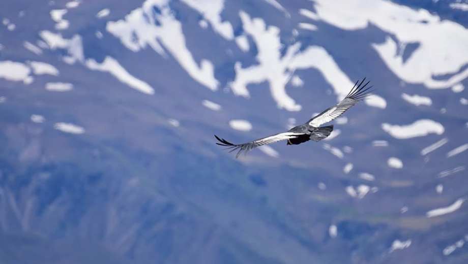 Llega el censo de cóndores. Foto: archivo Alejandro Carnevale. 