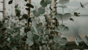 ¿Mosquitos?, hay un árbol que los ahuyenta: es fácil de cuidar y crece rápido