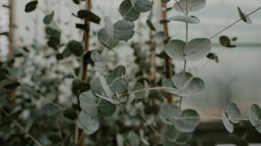 El eucalipto se posiciona como una planta versátil y beneficiosa para cualquier hogar.