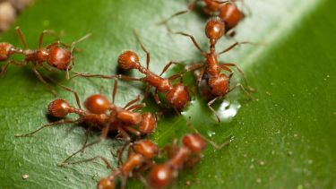 Las hormigas son una de las especies más comunes y evolucionadas en el ecosistema del jardín.