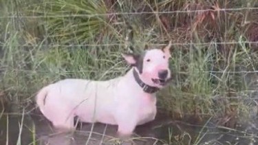 Perro abandonado en el huracán Milton.
