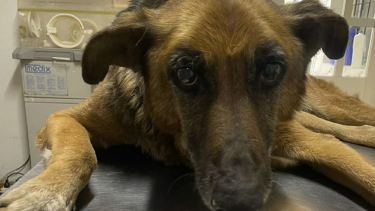 "Pipi" murió el sábado tras ser atropellado por un auto en una estación de servicio. 