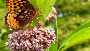 Las mariposas necesitan plantas hospederas para depositar sus huevos y otras que les proporcionen néctar en su etapa adulta.