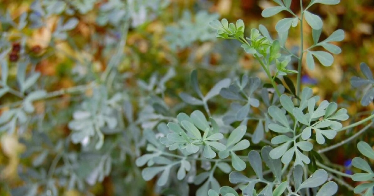 Los cinco beneficios de tener una planta de ruda en tu casa: ¿Por qué ...