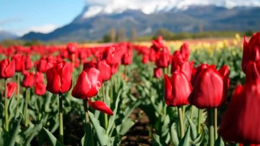 El Valle de los Tulipanes se prepara para otra primavera soñada en Trevelin, y se suma un nuevo campo