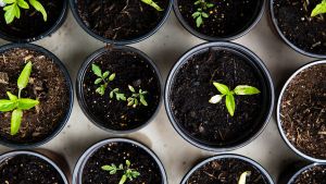 Los vegetales que podés cultivar fácil en macetas para hacer tus propias ensaladas
