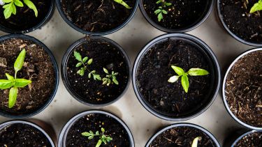 No podés olvidarte de las hierbas frescas, que son el complemento ideal para cualquier ensalada.