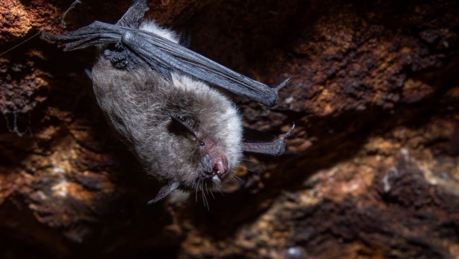 Hay seis especies de murciélagos, al menos, que habitan la región del parque nacional Nahuel Huapi. Foto: gentileza