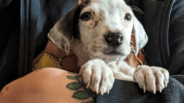 "Amor" y sus hermanitos fueron rescatados de un basural.