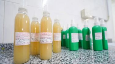 Neuquén ya comenzó a producir su propio repelente por el dengue. 