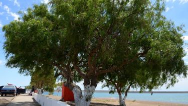 Un aguaribay entrañable para los vecinos, que plantó un pescador: Oscar Salas