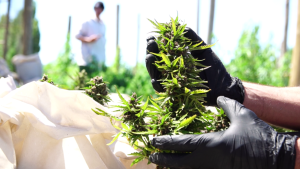 Cáñamo industrial y medicina cannábica: la Universidad del Comahue firma un convenio clave para su desarrollo