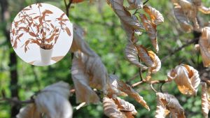 ¿Tu planta se ve seca?: consejos para recuperarla y devolverle su vitalidad