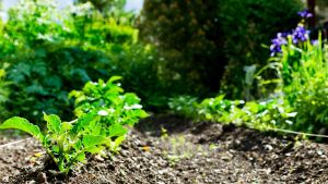 Neuquén: Enseñan cómo aprovechar al máximo el calendario biodinámico