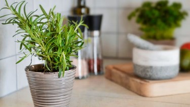 Tinte de romero para canas