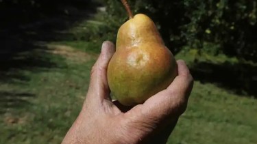 Producción de pera del Alto Valle. Archivo Juan Thomes.