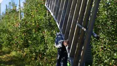 Trabajadores golondrinas en Río Negro. Foto Juan Thomes