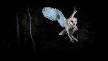 Lechuza del Campanario.  Foto: gentileza Nicolás Pérez