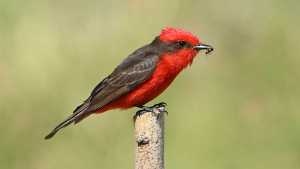 El churrinche pinta de rojo el cielo de Neuquén y renueva el equilibrio ecológico