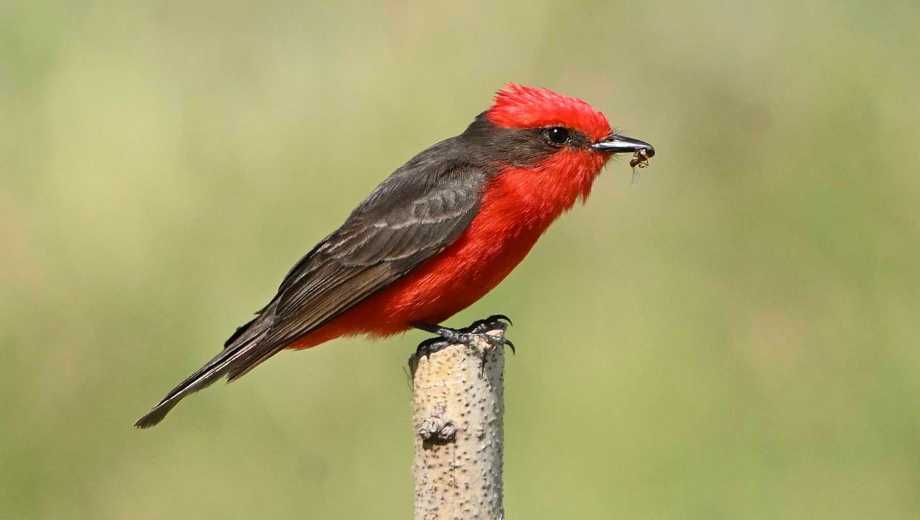 El macho es de color rojo brillante y tiene un antifaz oscuro. La hembra es de color pardo. Foto: Alejandro   Carnevale
