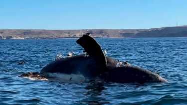 71 ballenas murieron en Chubut en lo que va del año. 