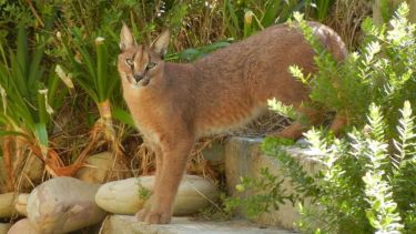 Alterar una especie impacta la biodiversidad al generar un efecto dominó