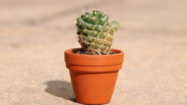Cultivar cactus miniatura no solo embellece tu hogar, sino que también puede ser una forma relajante de invertir tu tiempo.