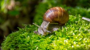 Caracoles y babosas | Cómo eliminarlos con una tapita de cerveza: mirá este truco casero