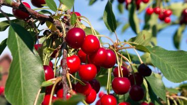 En Argentina, el cultivo de cerezos está ganando cada vez más adeptos.