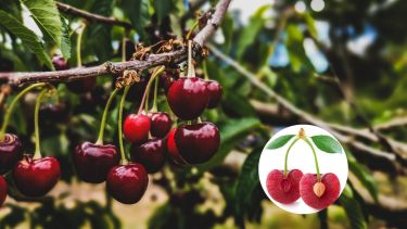 Hacer crecer un cerezo desde un carozo requiere tiempo y dedicación.