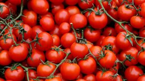 Cómo cultivar tomates cherry en casa: el paso a paso fácil para tener cosecha en pocos meses