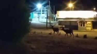 Los tres ciervos fueron captados por un poblador de Nirihuau. Foto: captura de video