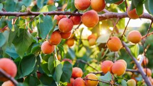 Damascos: cuándo conviene plantarlos y tres trucos para lograr una cosecha espectacular