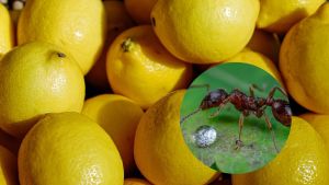 Con un limón: el truco 100% efectivo para eliminar las hormigas en verano