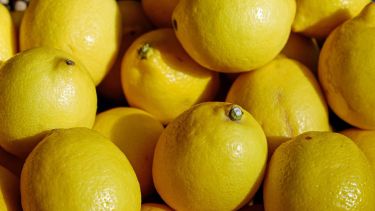 Los cítricos en proceso de descomposición desarrollan un hongo llamado Penicillium digitatum.