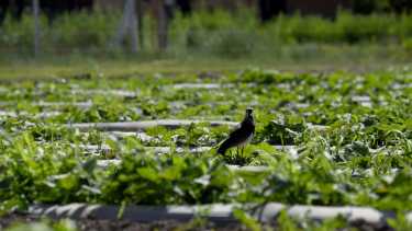 Durante el verano, mantener la humedad del suelo es crucial. Foto: Matías Subat para RÍO NEGRO. 
