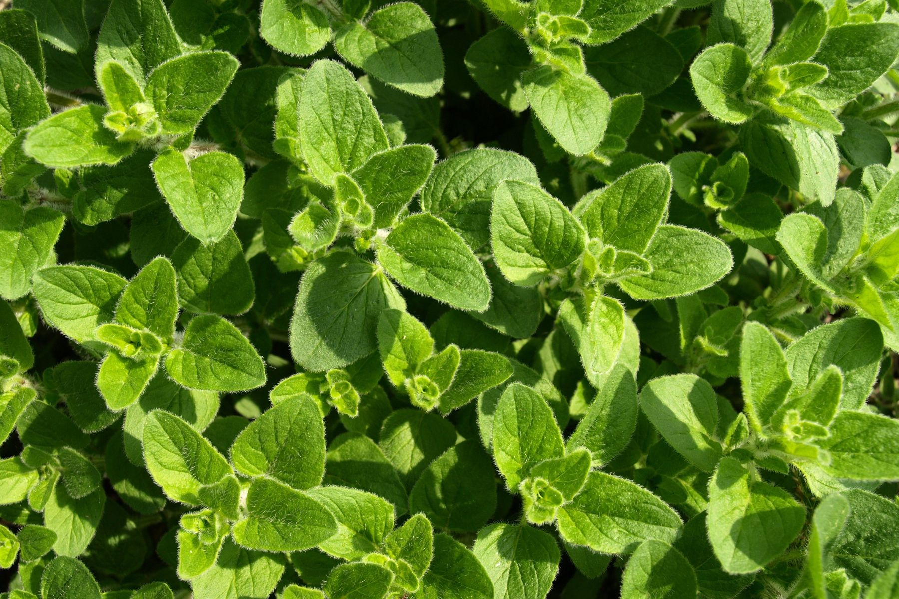 La planta que estimula la producción de colágeno y alivia el dolor de rodillas