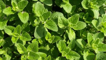 Orégano: un aliado natural para la salud articular.-
