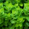 Imagen de ¿Dolor de rodillas? hay una hierba natural que lo alivia: fácil de conseguir e ideal para las comidas