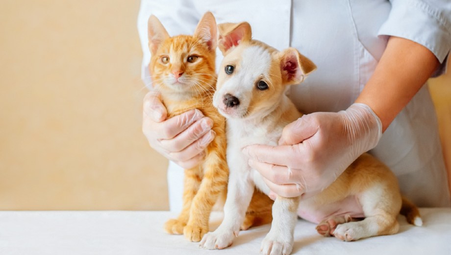 Vacunación en Neuquén para perros y gatos.-