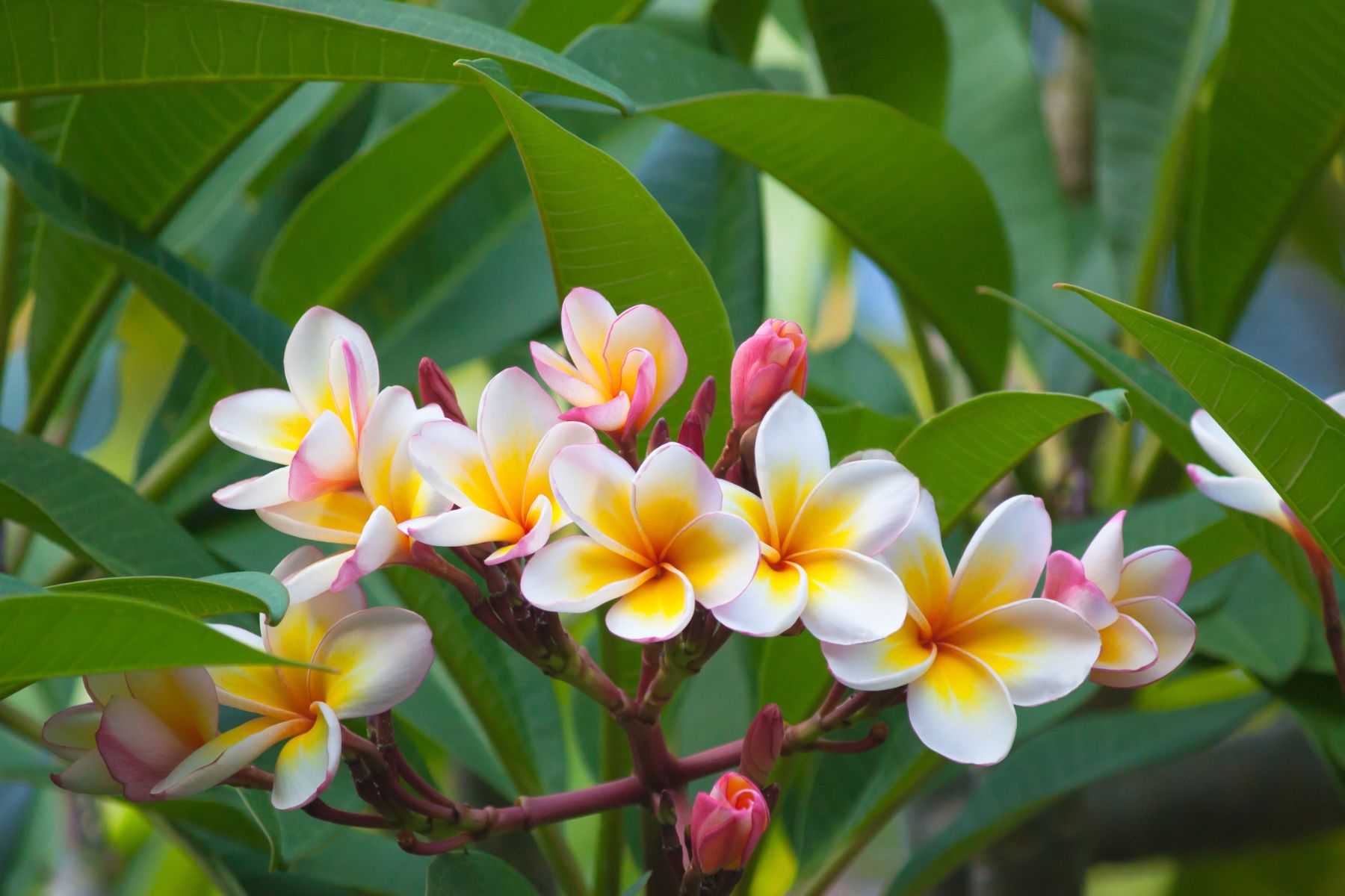 El árbol tropical que perfuma y puede transformar tu jardín: es ideal para el verano