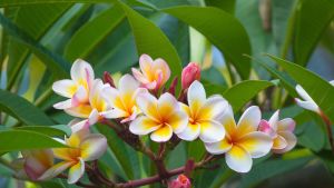 El árbol tropical que perfuma y puede transformar tu jardín: es ideal para el verano