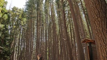 Las sequoias fueron introducidas desde la costa oeste de Estados Unidos. Foto: gentileza